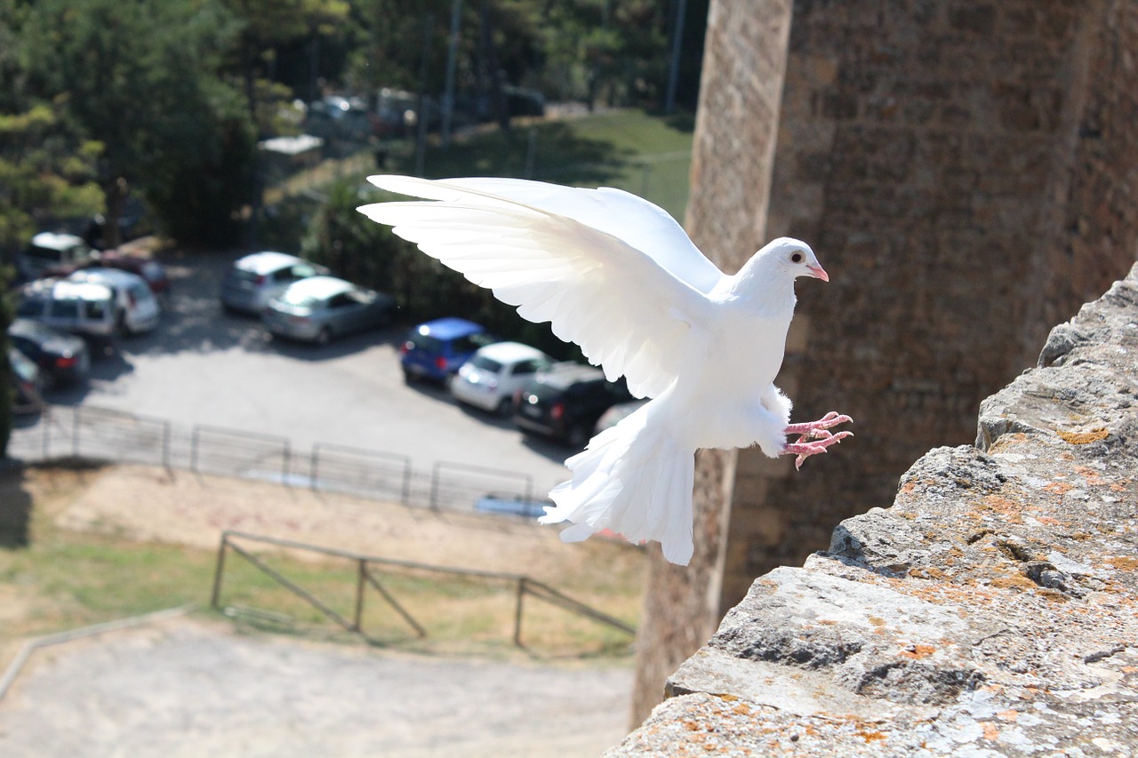 Bird Dove Of Peace Dove Peace  - balt / Pixabay
