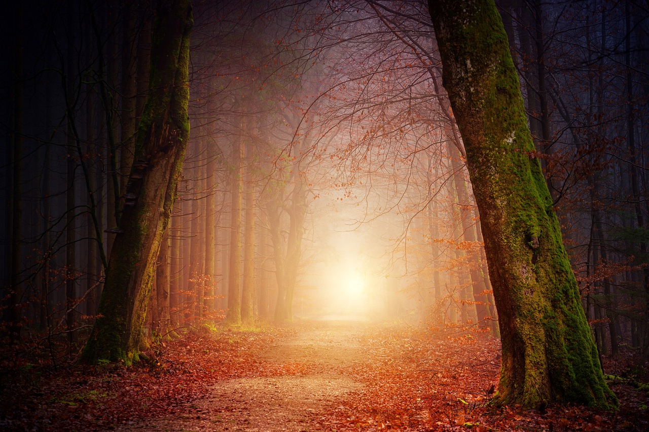 Nature Forest Trees Light Sun Fog  - jplenio / Pixabay