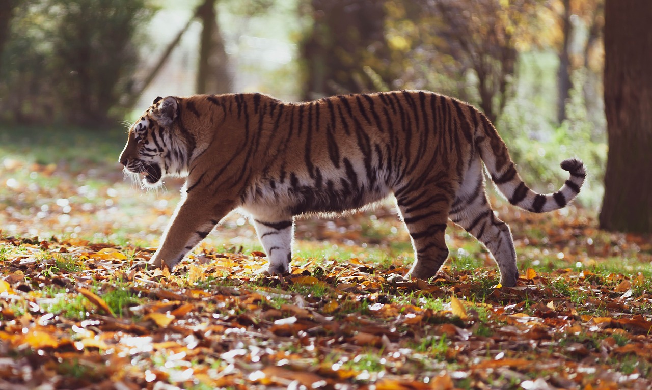 Amur Tiger Tiger Predator Hunter  - TheOtherKev / Pixabay