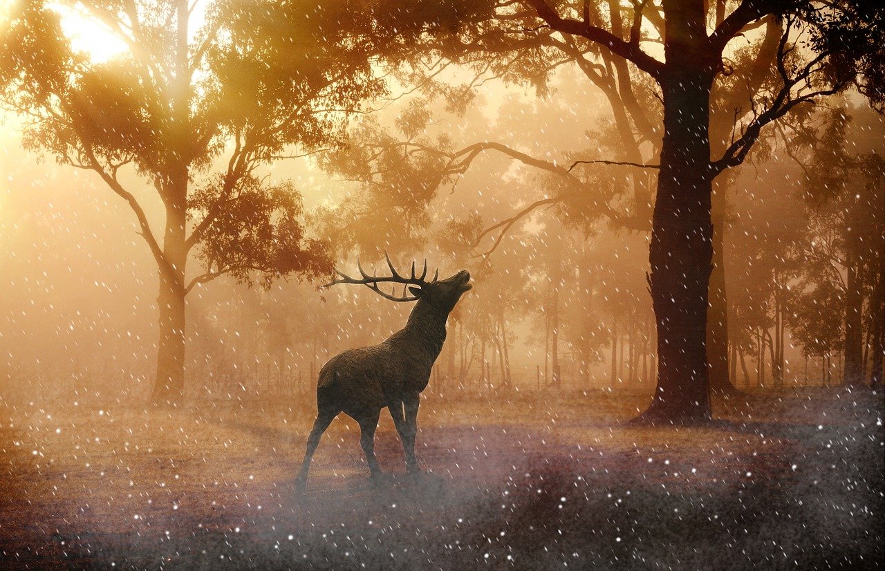 Deer Antlers Wild Nature Forest  - Pezibear / Pixabay
