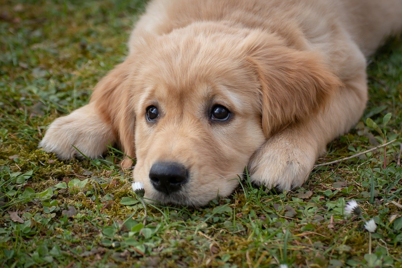 Dog Puppy Baby Dog Golden Retriver  - birgl / Pixabay