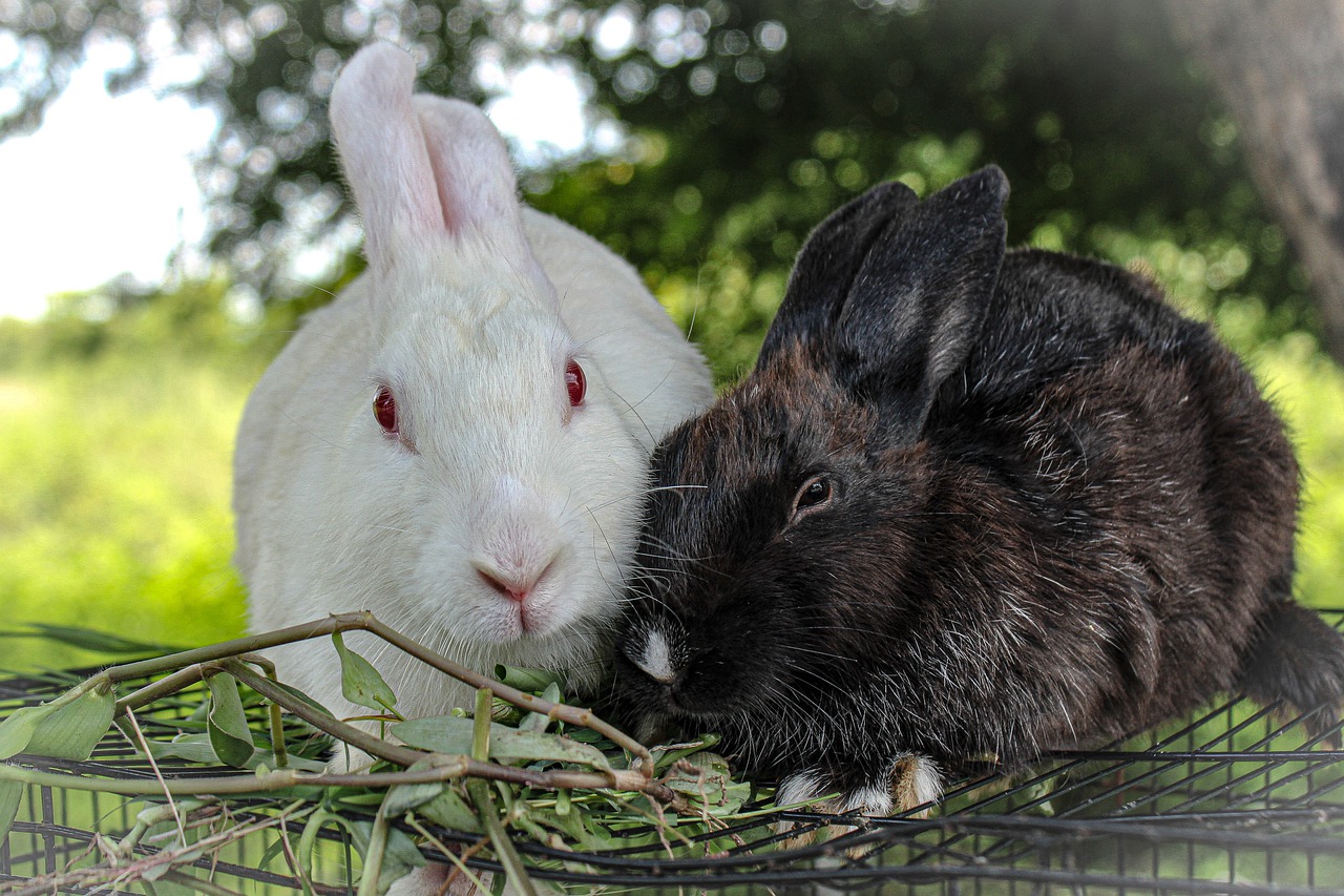 Rabbits Bunnies Pets Animals  - GSG_03 / Pixabay