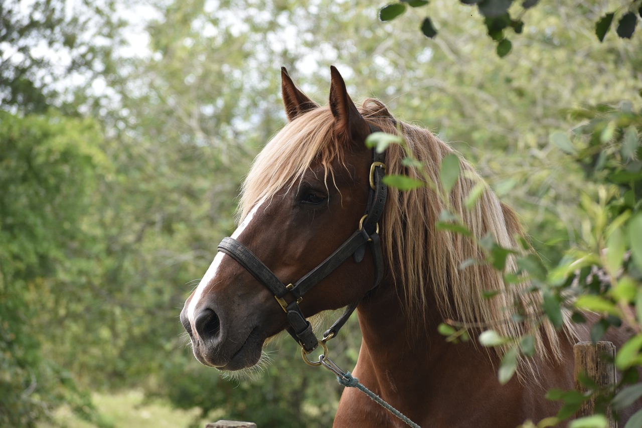 Animal Horse Mammal Species Fauna  - christi_j / Pixabay