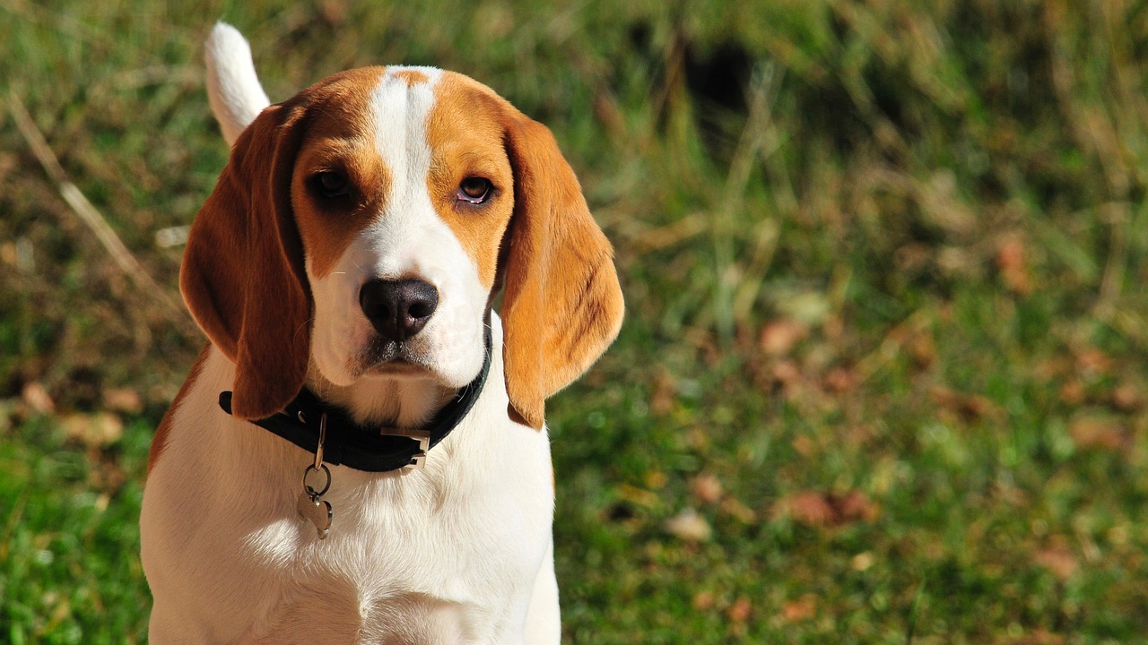 Mascot Animal Puppy Beagle Mammals  - Somo_Photography / Pixabay