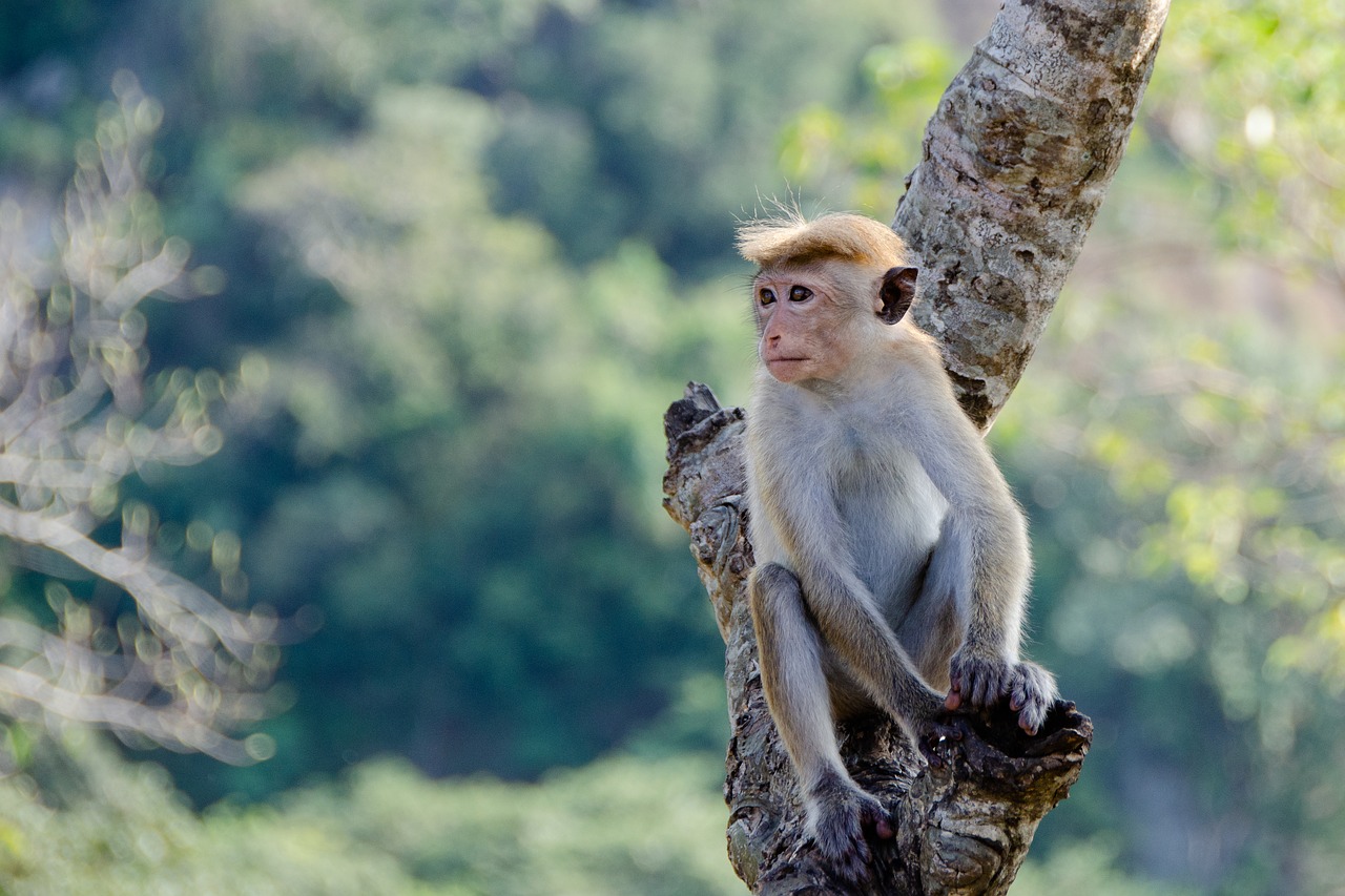 Monkey Toque Macaque Animal Primate  - pen_ash / Pixabay