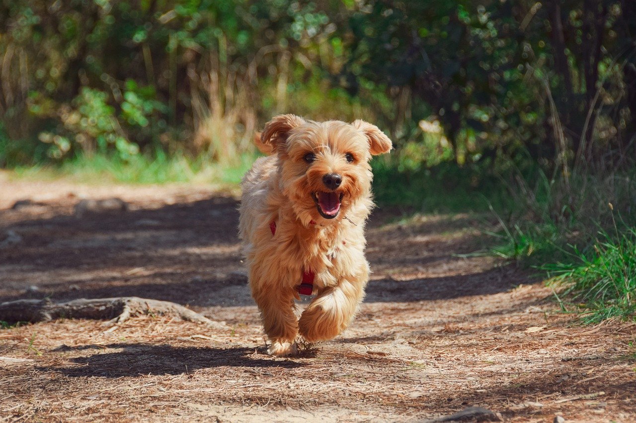 Dog Puppy Yorkie Animal Cute  - zoegammon / Pixabay