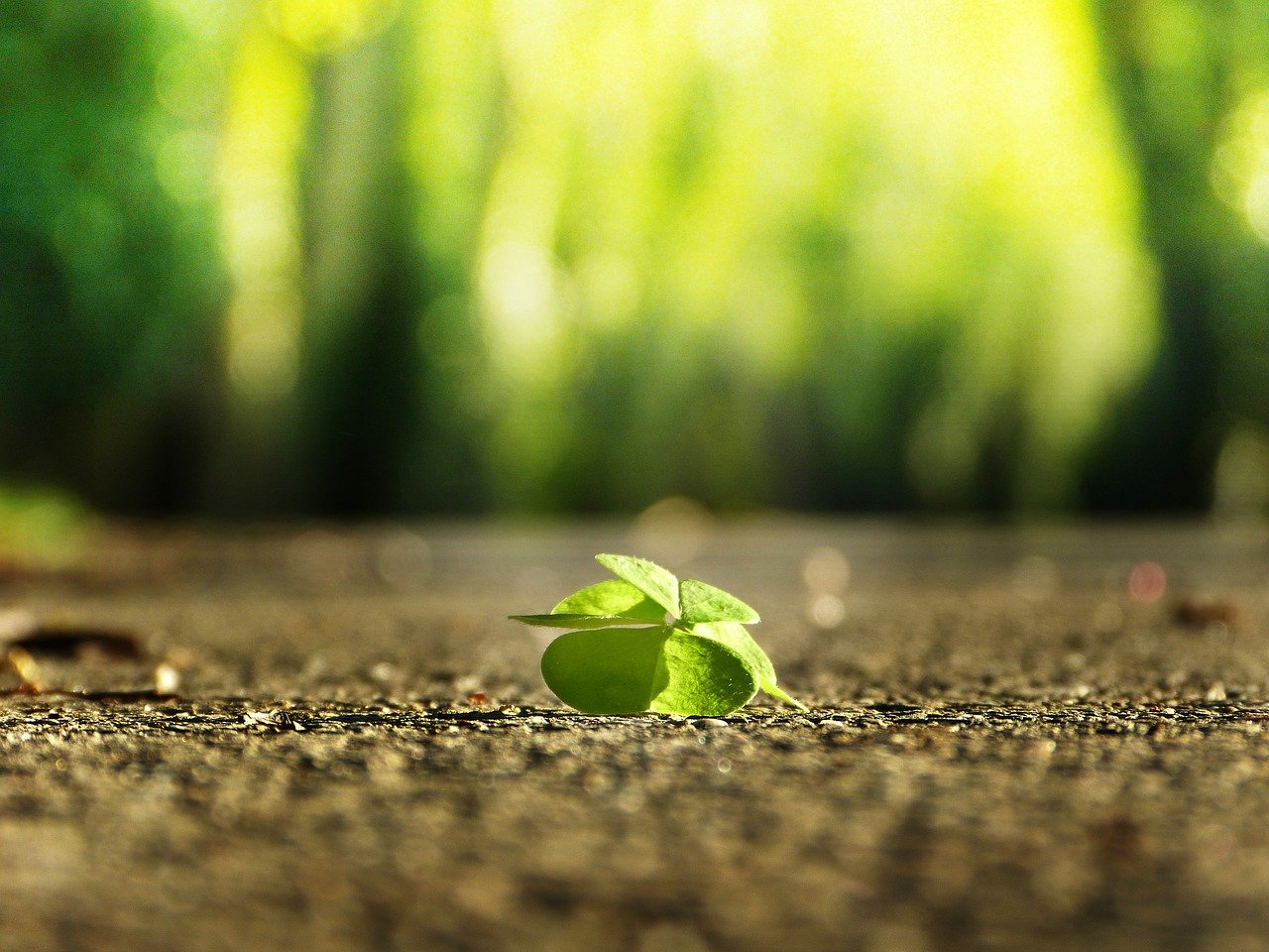 Four Leaf Clover Road Green  - silviarita / Pixabay