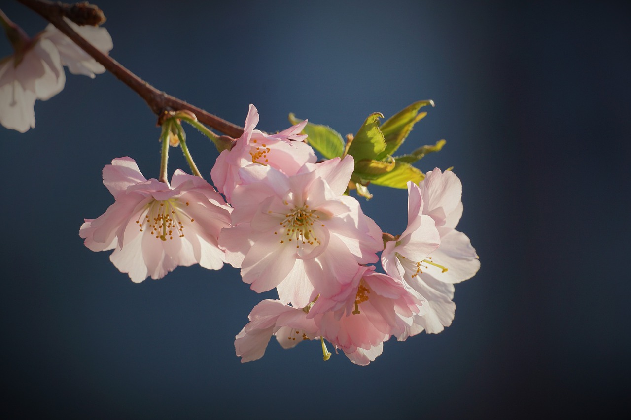 Cherry Blossoms Nature Spring  - Kranich17 / Pixabay