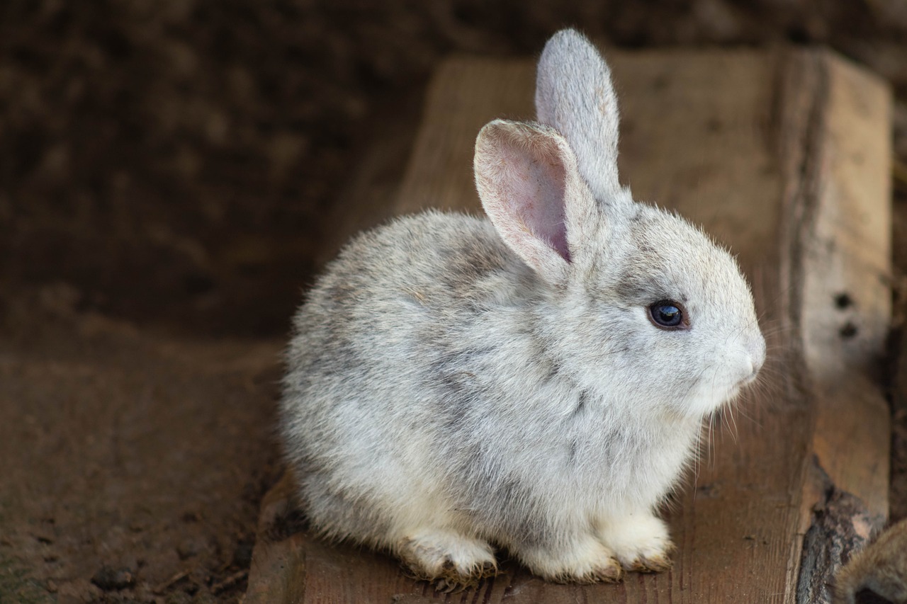 Rabbit Animal Mammal Bunny Animals  - monikasmigielska / Pixabay
