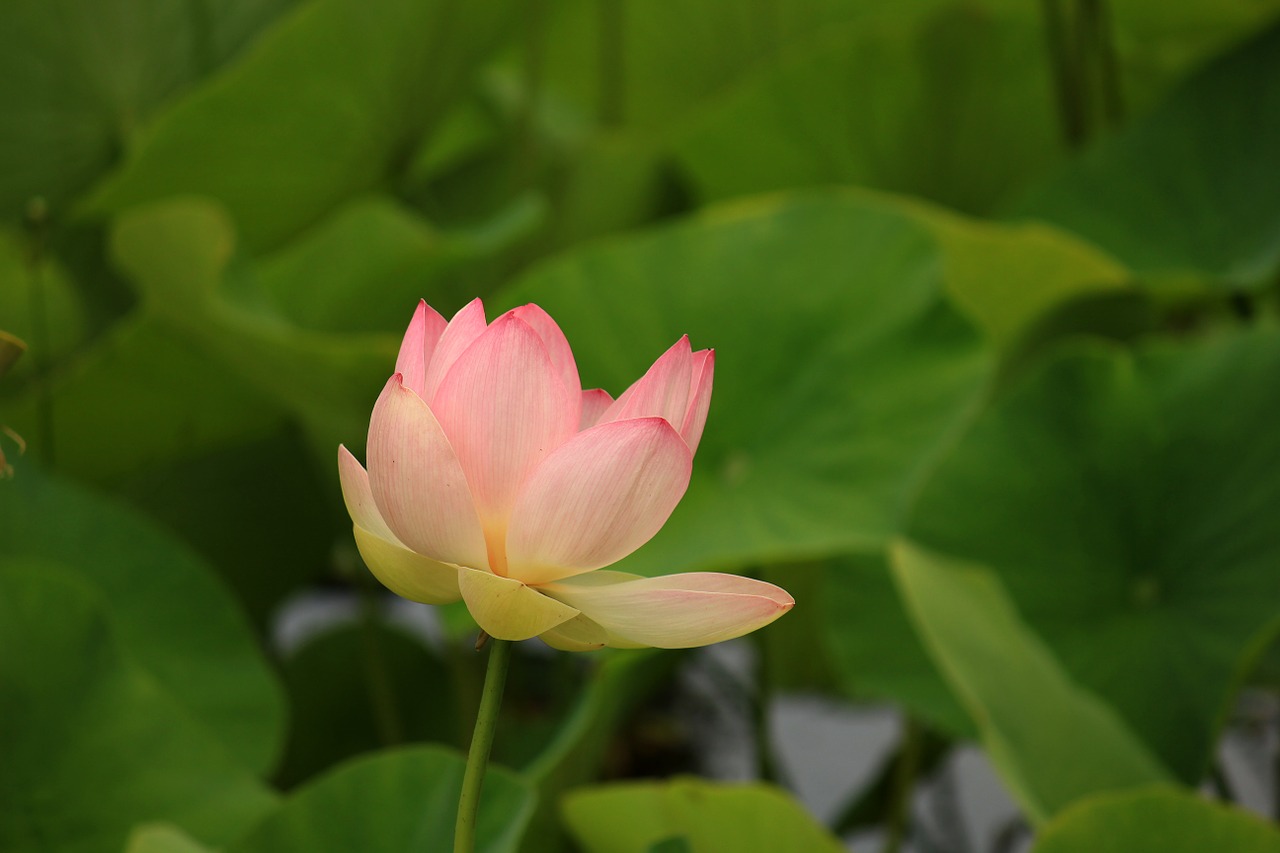 Water Lily Flower Plant Lotus  - PraxisHumpert / Pixabay