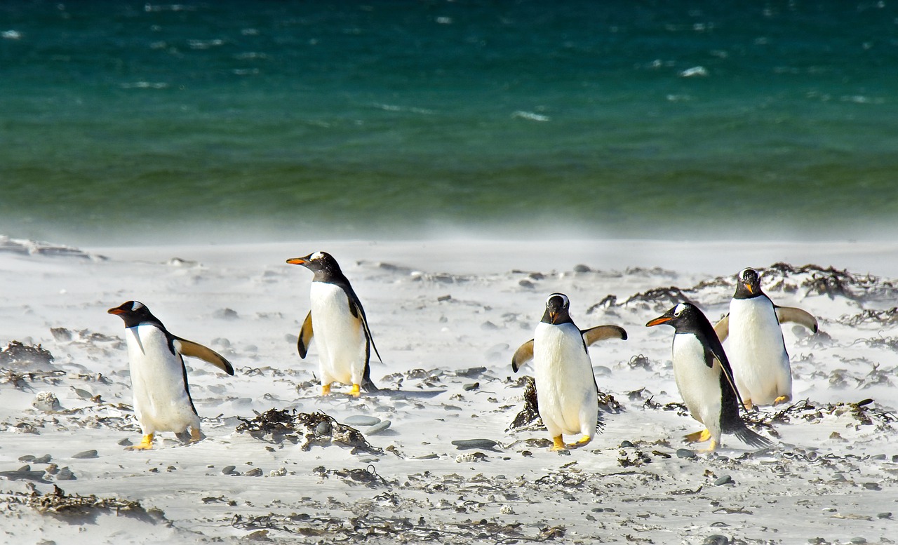 Penguins Ocean Sea Nature Birds  - lorilorilo / Pixabay