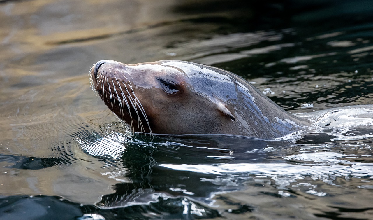 Sea Lion Seal Water Animal  - TheOtherKev / Pixabay