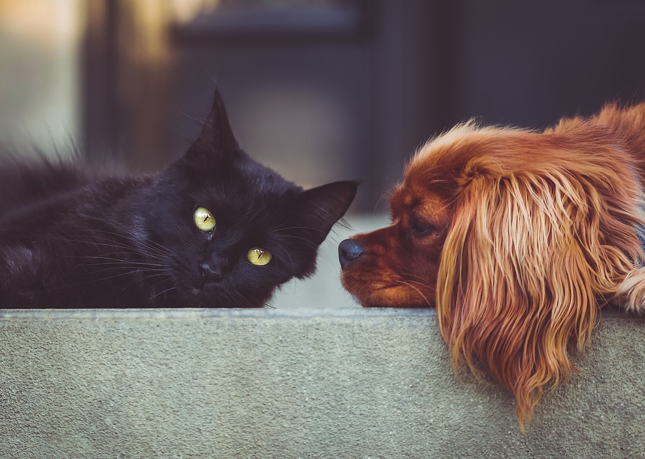 Dog Cat Pets Mammals Animals  - StockSnap / Pixabay