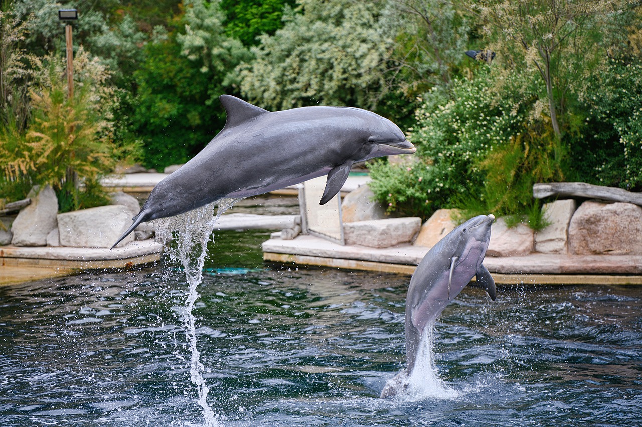 Dolphin Animal Mammal Dolphin Show  - ArminEP / Pixabay