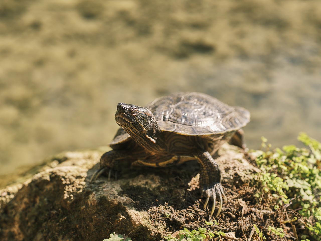 Turtle Reptile Animal  - Engin_Akyurt / Pixabay